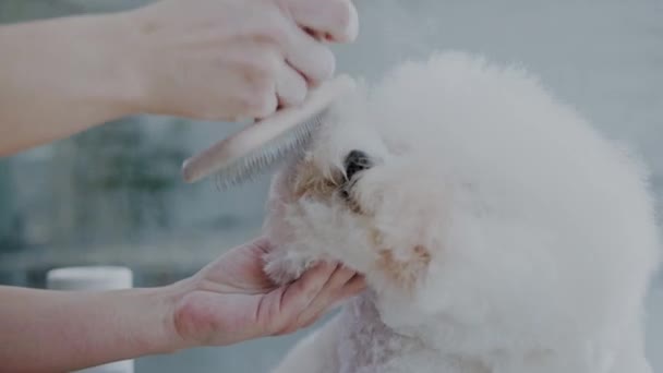 Bichon Fries σε ένα ινστιτούτο καλλωπισμού σκύλων - Πλάνα, βίντεο