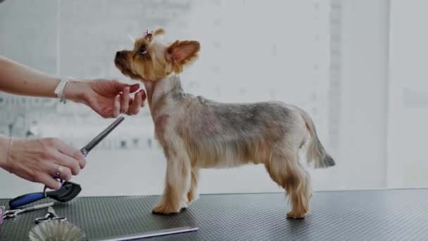 Yorkshire Terrier in einem Hundepflegesalon - Filmmaterial, Video