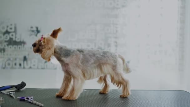 Yorkshire Terrier w salonie psa Grooming - Materiał filmowy, wideo