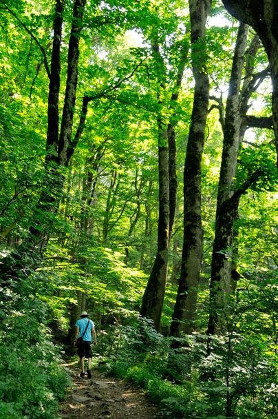 Man hiking in the forest - Zdjęcie, obraz