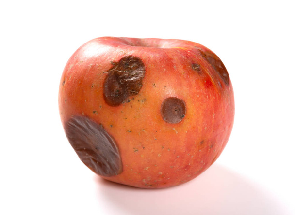 rotten apple on a white background - Photo, Image