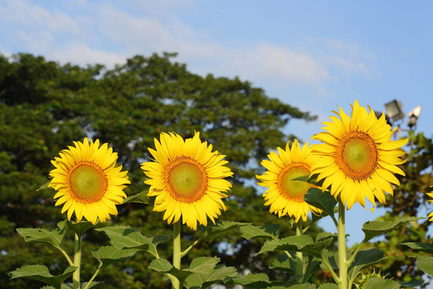 красивий квітучий соняшник в природі
 - Фото, зображення