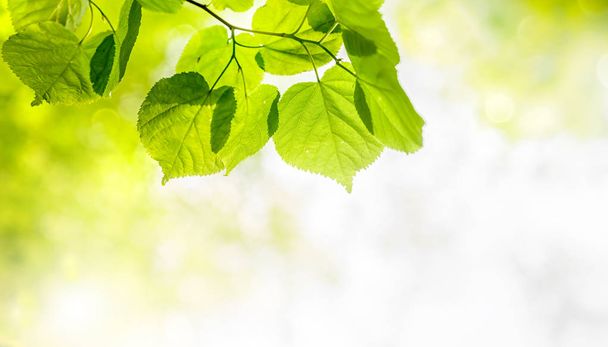 Green fresh leaf on sunny blurred greenery background - Фото, изображение