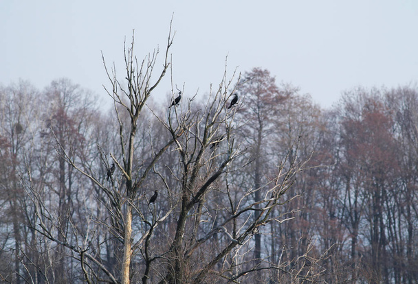 a nagy kormoránok kolóniája (Phalacrocorax carbo) a fákon Poodri, Cseh Köztársaság - Fotó, kép