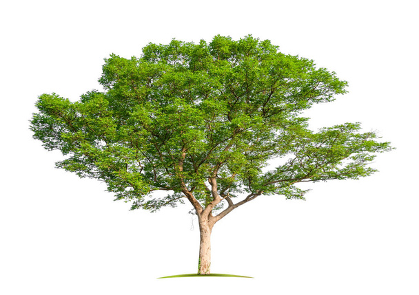 isolated single big tree on white background with clipping path  - 写真・画像