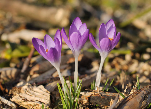 chiudere la foto di crochi viola in fiore in primavera
 - Foto, immagini