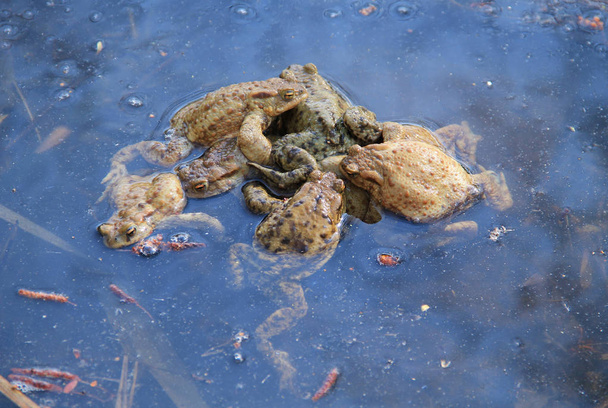grupo de sapos comunes (Bufo bufo) apareamiento en el estanque
 - Foto, Imagen