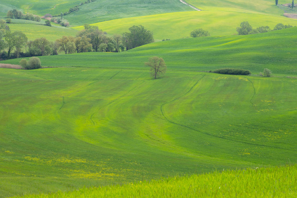Val d 'Orcian maisema: yksinäinen puu, keltaiset rapsipellot ja vihreät niityt, Toscana, Italia
 - Valokuva, kuva