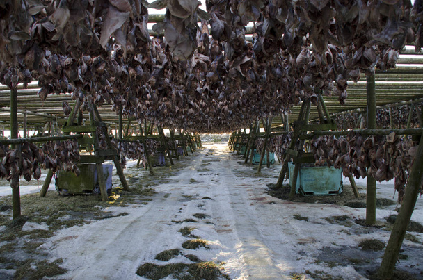 Много большой рыбы высушивается на деревянных опорах под открытым небом
 - Фото, изображение