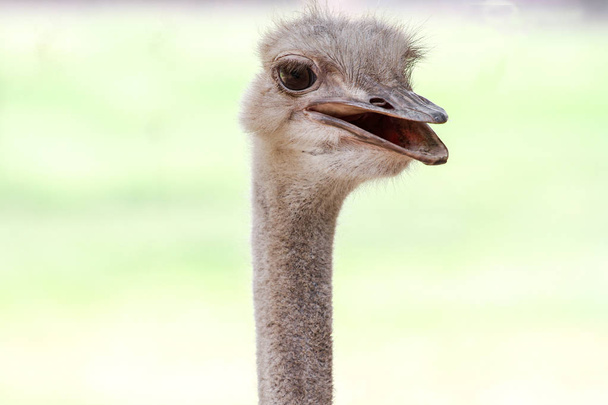 close up head ostrich - Zdjęcie, obraz