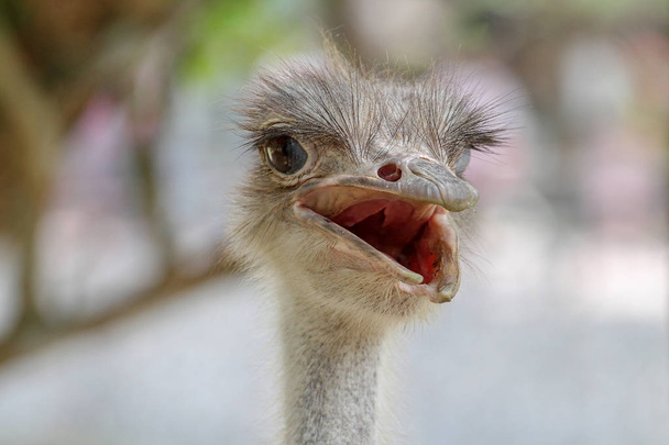 close up head ostrich - Zdjęcie, obraz