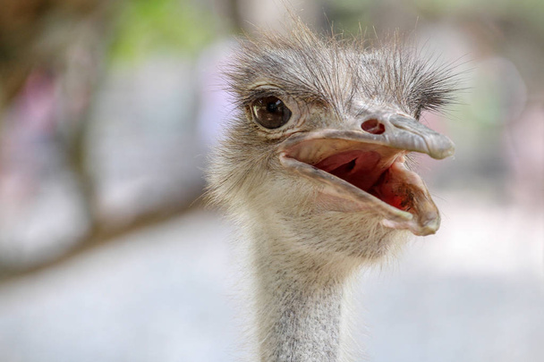 close up head ostrich - Fotoğraf, Görsel