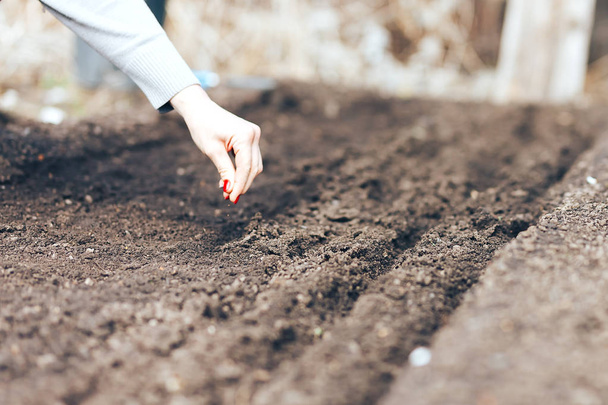 Donna mano mettendo seme nel terreno in primavera. Seminare semi vegetali. La mano della donna fa piccoli semi nella terra nera
 - Foto, immagini