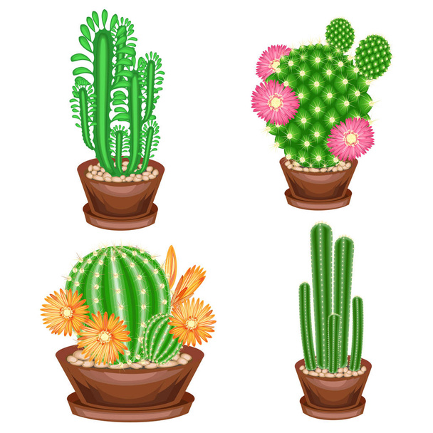 Sbírka domácích zařízení v květináči. Cacti, Euphorbia, Mammillaria s květinami. Krásný koníček pro sběratele kaktusů. Dekorace domova a bytu. Barevný obrázek. Vektorová ilustrace - Vektor, obrázek