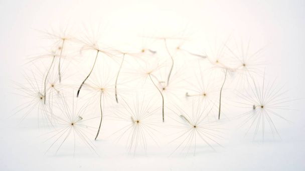 Семена одуванчиков на белом фоне
 - Фото, изображение