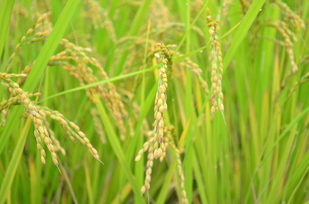 Рисовое поле в префектуре Ямагути, Япония
 - Фото, изображение