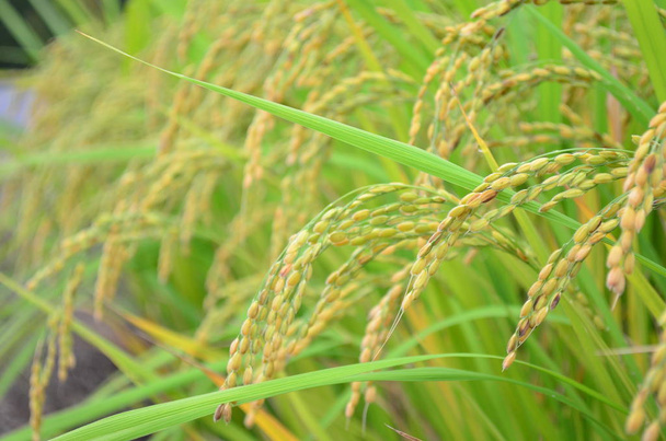 Yamaguchi ilinde pirinç tarlası, Japonya - Fotoğraf, Görsel