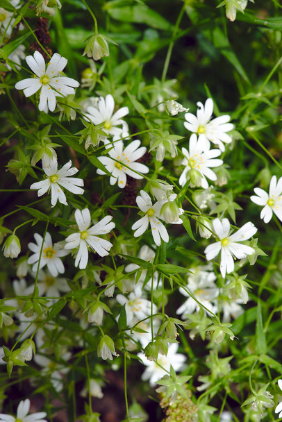 bush of white stellate flowers (Stellaria, Caryophyllaceae) or chickweed - Photo, Image