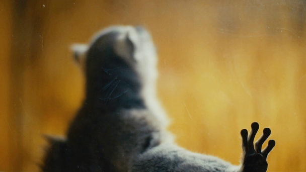 kočičí lemur sedí v kleci - Záběry, video