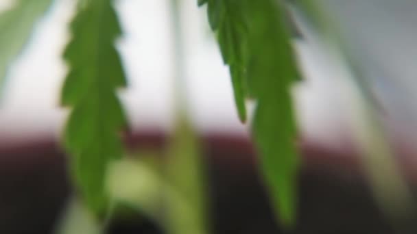 Seedling marihuána növény csírák a földre, és növekszik. Kannabisz fogalmát, mint egy univerzális orvosság, gyógyszerészeti CBD olaj. A marihuána gyógyászati célú használatának fogalma. Kender bio gyógyszer termék - Felvétel, videó