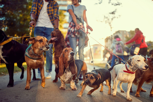 ομάδα σκύλων στο πάρκο περπατώντας με τον σκύλο Ελατε - Φωτογραφία, εικόνα
