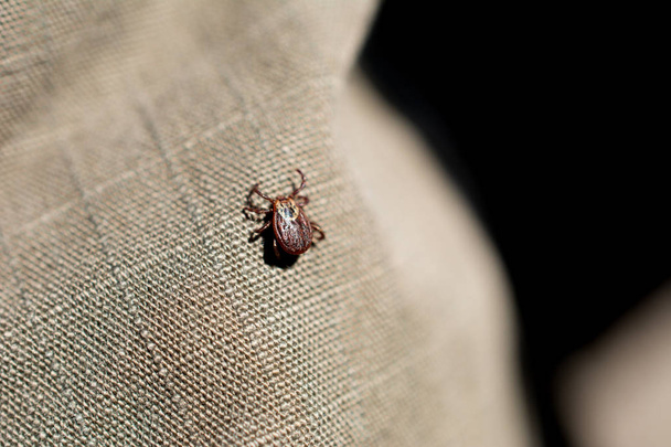 Mite pantolon kumaş oturur. Böcek, tehlikeli par - Fotoğraf, Görsel