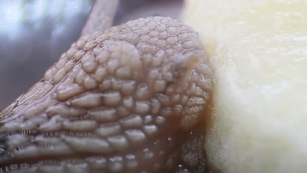 Ακραία μακρο κοντινό πλάνο ενός σαλιγκαριού που τρώει μπανάνα για πρώτη φορά 03 - Πλάνα, βίντεο
