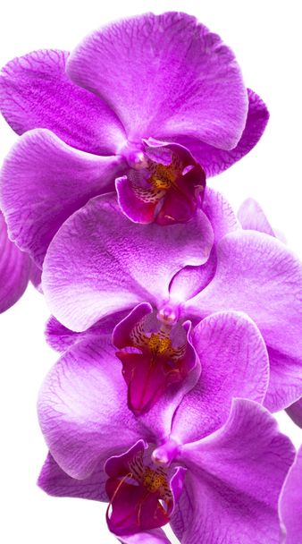 Flores de orquídea púrpura de cerca en blanco
 - Foto, imagen