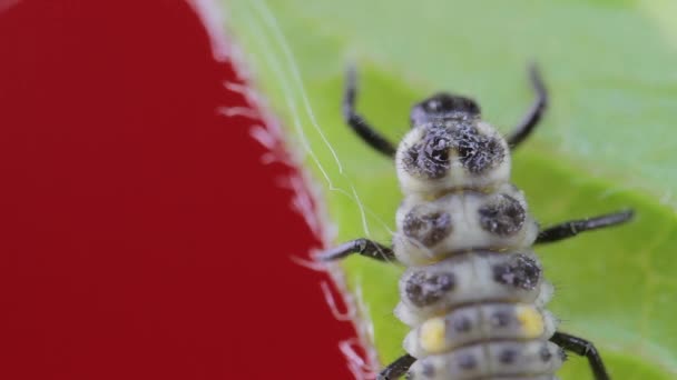 Dos puntos larva de mariquita primer plano macro en el estudio descansando y arrastrándose sobre una hoja verde 01
 - Imágenes, Vídeo