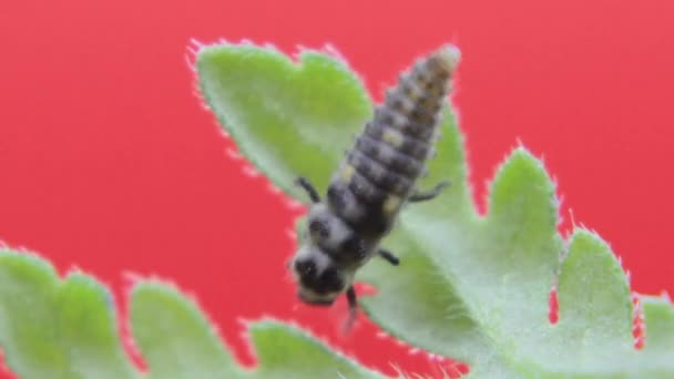 Dos manchas de larva de mariquita primer plano macro en el estudio descansando y arrastrándose sobre una hoja verde 07
 - Imágenes, Vídeo