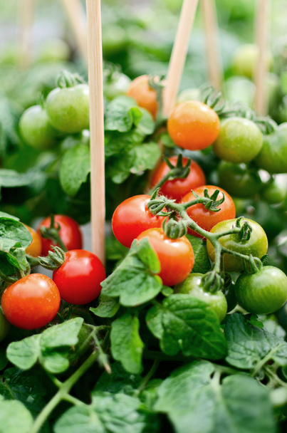Tomatoes - Foto, imagen