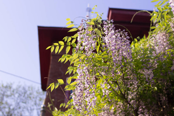 Wisteria flowers hanging from a thick curvaceous branch - Photo, Image
