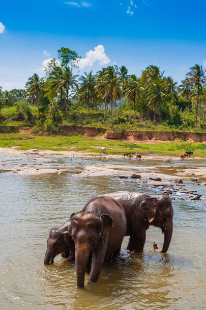 Слоны при поливе
 - Фото, изображение