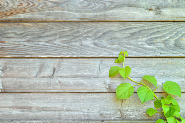Climbing hydrangea on a rustic wooden wall - Foto, Imagem