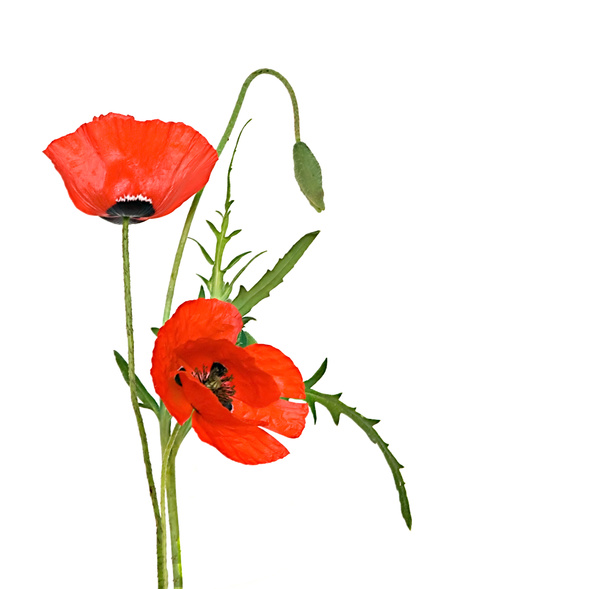 Flores de amapola roja
 - Foto, imagen