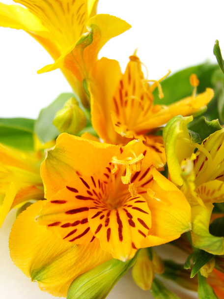 gelbe Alstroemeria-Blüten - Foto, Bild