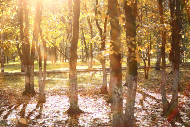 Achtergrond van de herfst in het park - Foto, afbeelding
