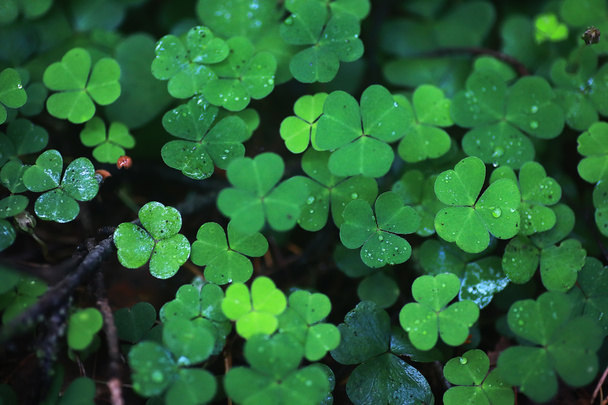 植物クローバー4葉からの背景。アイルランドの伝統的なシンボル - 写真・画像