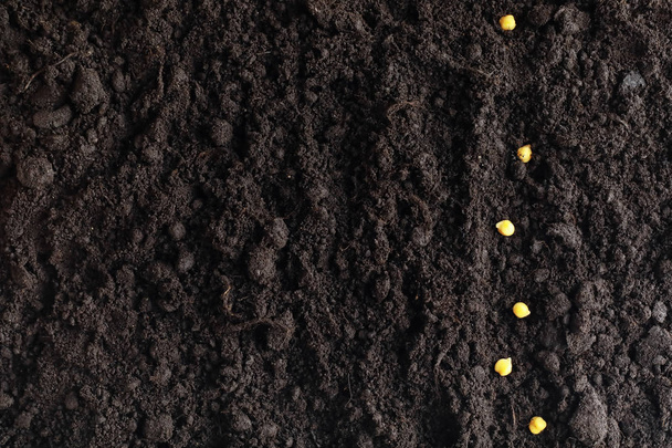 Tohumlar toprağa. İlkbaharda dikim için tohum hazırlama. Toprağa tohum filizi. - Fotoğraf, Görsel