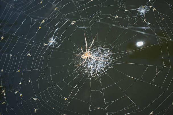 Metsästäjä hämähäkki yli pimeiden vesien tausta
 - Valokuva, kuva