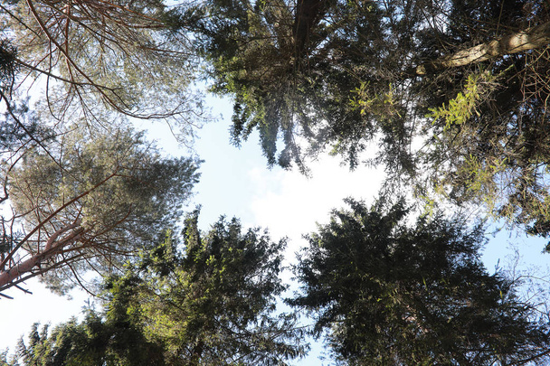 Vrcholky jehličnatých stromů proti obloze - Fotografie, Obrázek