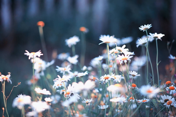 Wild flower. Little flowers on a green meadow. - Photo, Image