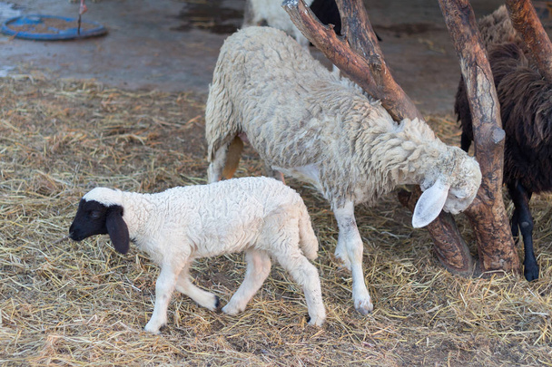 羊。自然の中の羊。牧草地の羊羊の養殖羊のfa - 写真・画像