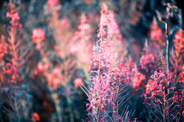 Wild flower. Little flowers on a green meadow. - Photo, Image