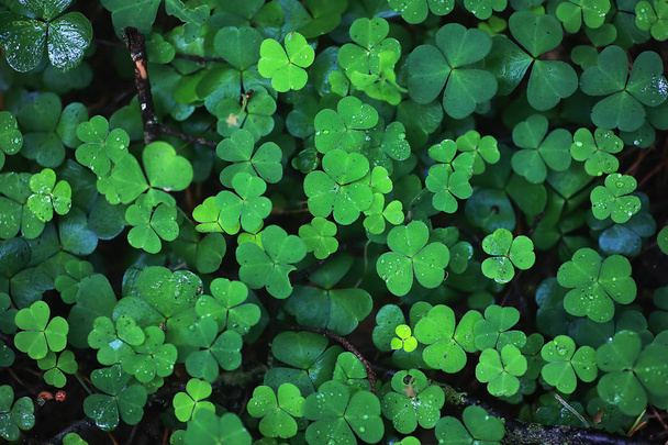 Hintergrund aus Pflanzenklee vierblättrig. Irisches traditionelles Symbol - Foto, Bild