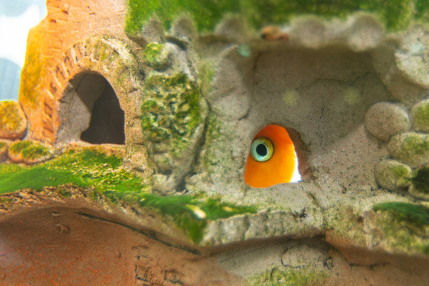 Akvárium červený papoušek schovaný v jeskyni - Fotografie, Obrázek