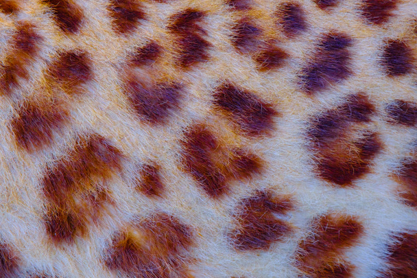 Πραγματικό δέρμα Τζάγκουαρ στο ανοιχτό ζωολογικό κήπο - Φωτογραφία, εικόνα