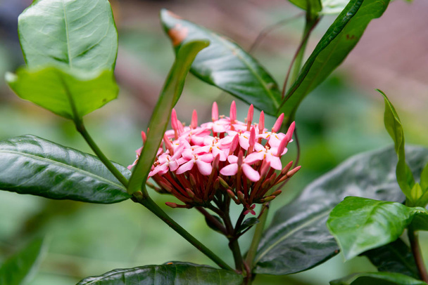 Fioritura del fiore del punto rosa in un giardino, re Ixora fioritura (Ixor - Foto, immagini