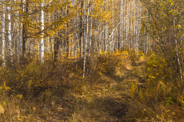 Foresta nei colori autunnali sulla penisola di Kamchatka, Russia
. - Foto, immagini