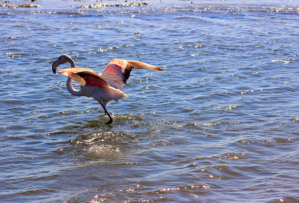 Flamingo rosa africano corre por el agua
  - Foto, Imagen